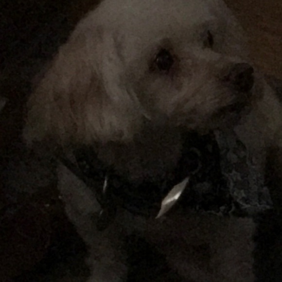 Meet your Posher, Lupe - Picture 1 of 1